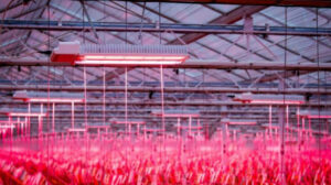 [News] Looye Kwekers Achieves Summer Production Levels in Winter Tomato Cultivation with Philips Full LED