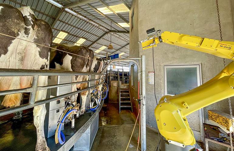 Pharm Robotics advances automated dairy cow healthcare