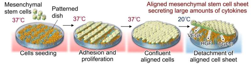 Aligned stem cell sheets boost protein production for improved tissue repair