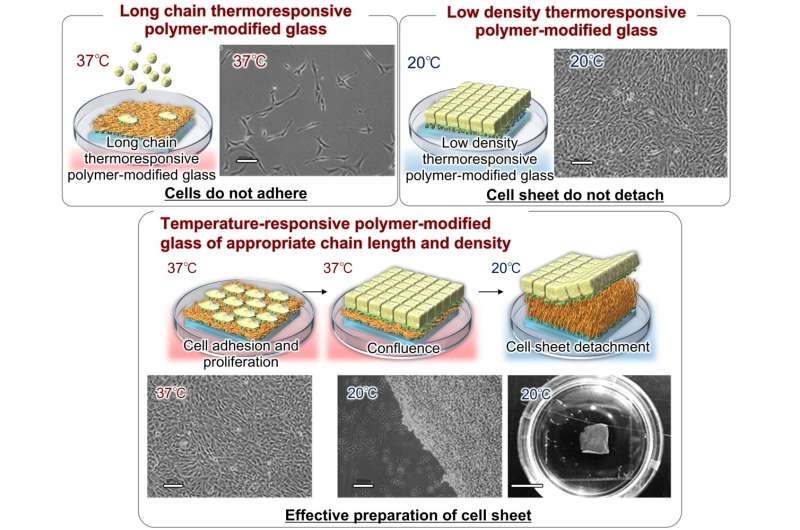Cell sheet production efficiency greatly influenced by polymer brush lengths and densities