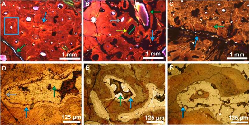 Synchrotron X-rays reveal how T. rex bones may have healed after injuries