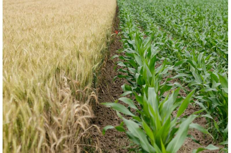 Study clarifies crop input confusion