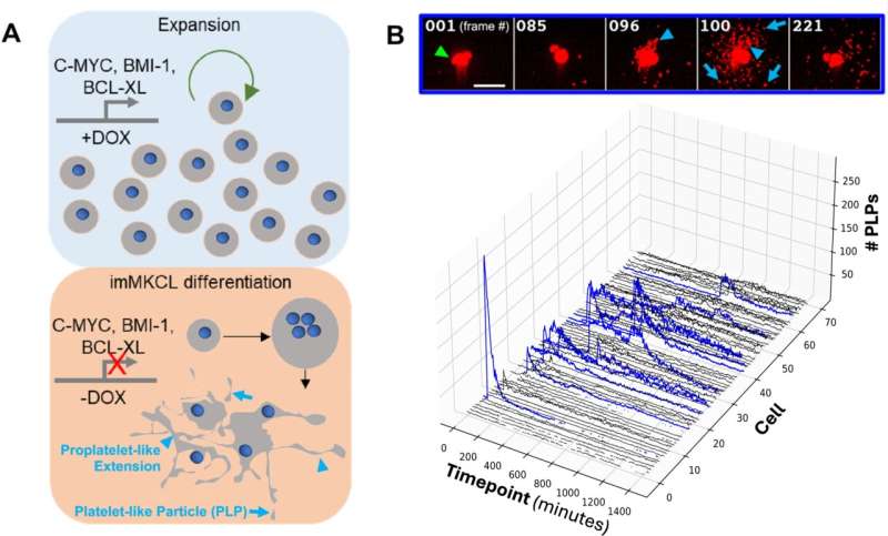 Destabilizing microtubules to boost platelet production from iPS cell-derived megakaryocytes