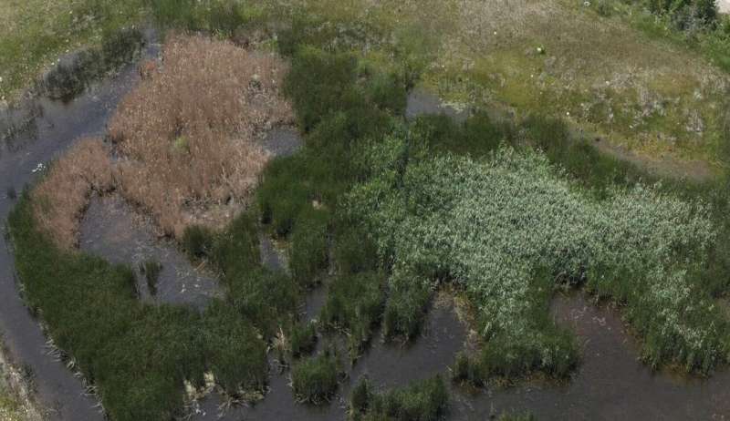 Drone herbicide applications prove effective for common reed control
