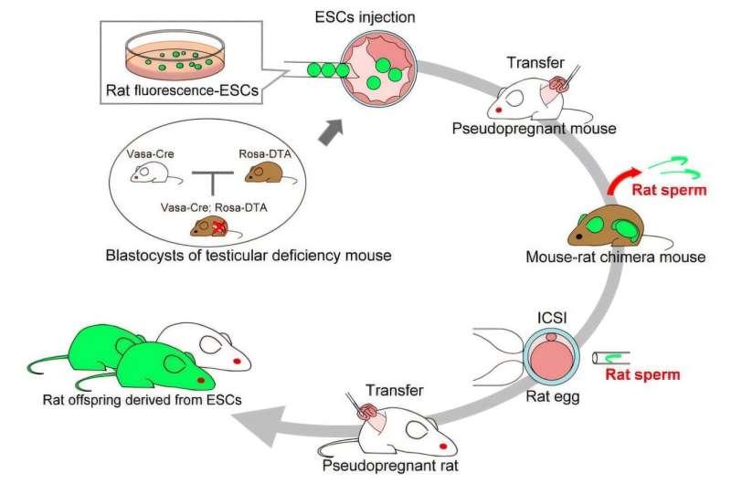 Mouse hosts produce functional rat sperm, opening new doors for genetic research