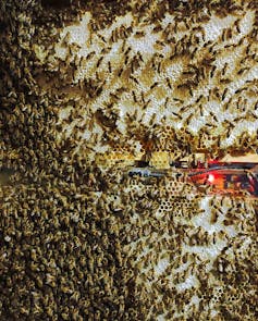 Faced with dwindling bee colonies, scientists are arming queens with robots and smart hives