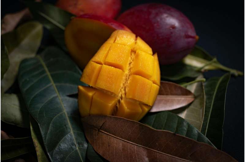 Helping mangoes stay sweet for longer