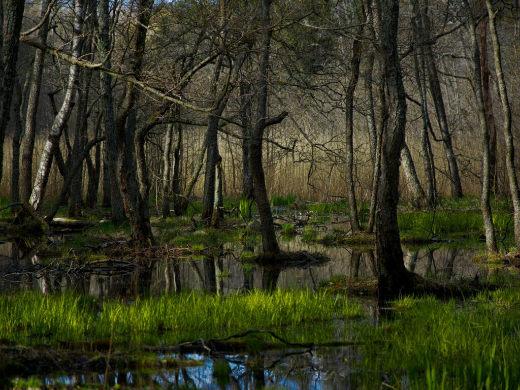 Solar farms on rewetted peatlands – a double benefit for the climate?