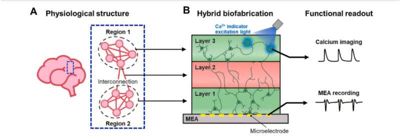 Integrated platform implements brain-like layered neuronal structures using 3D printing technology