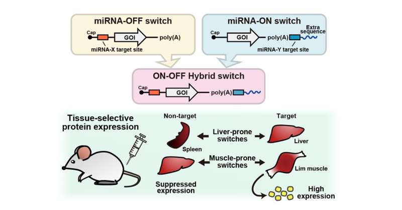 Integrating ON-OFF switches for targeted mRNA therapeutics