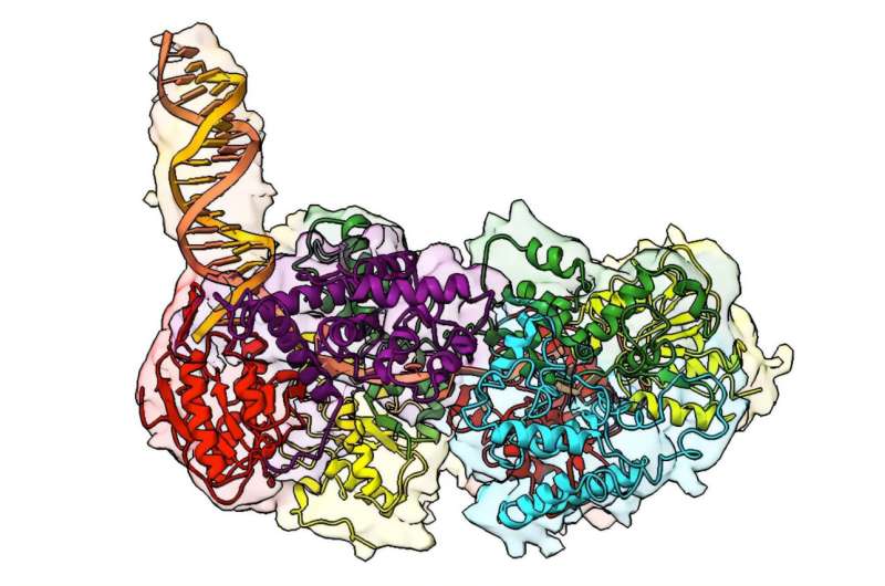 Key component to cell division revealed in 3D