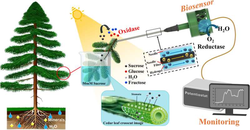 Novel biosensor allows real-time monitoring of sucrose uptake in plants