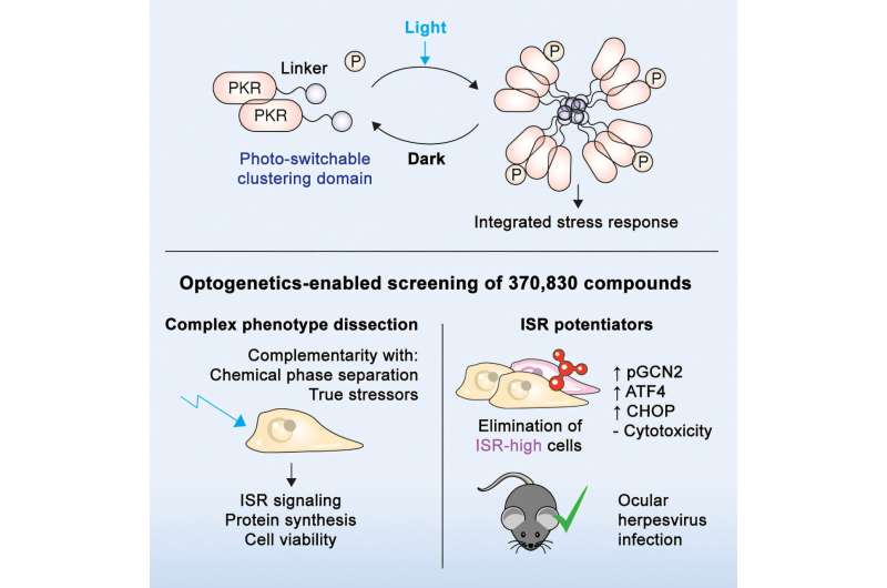 Optogenetic screening platform for drug discovery introduced