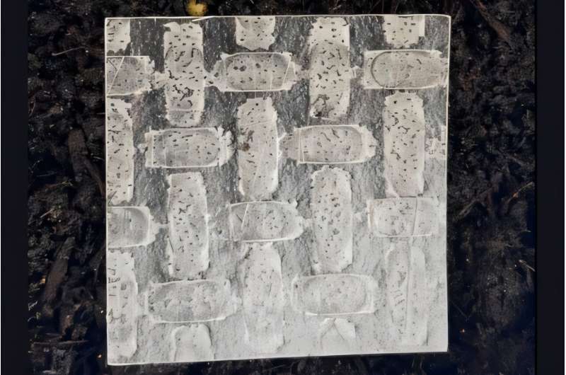 Scientists create soft robots from rice paper that biodegrades safely within 32 days