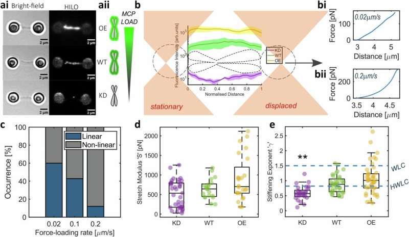 Research finds chromosomes are covered in liquid-like coating to prevent stickiness and DNA damage