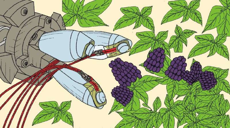 Robot hand could harvest blackberries better than humans