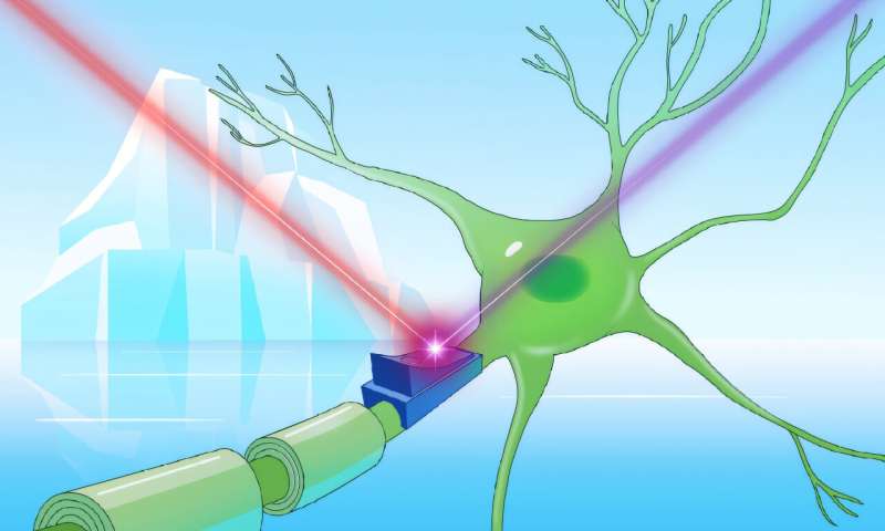 Rare blue proteins from cold-adapted microbes could serve as prototypes for molecular on-off switches