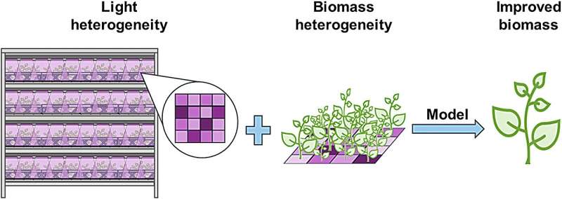 Study helps urban farmers create ‘light recipe’ to increase crop yield