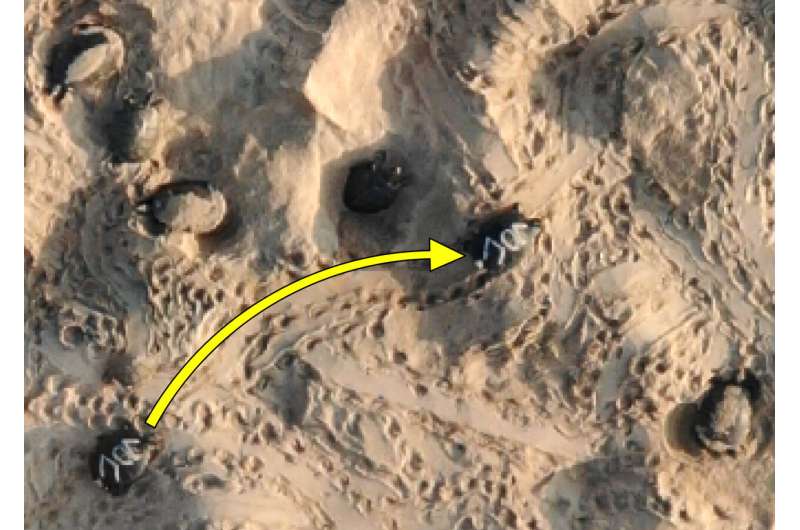 Study reveals world’s largest turtle nesting site thanks to smarter drone surveys