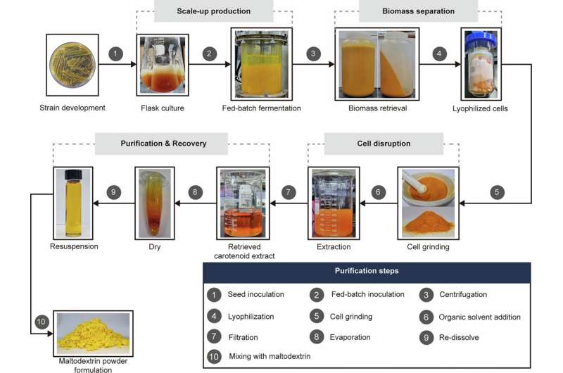 Team engineers a microbial platform for efficient lutein production
