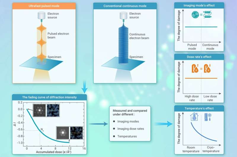 Ultrafast cryo-EM study challenges assumptions on pulsed electron beam mitigation of radiation damage