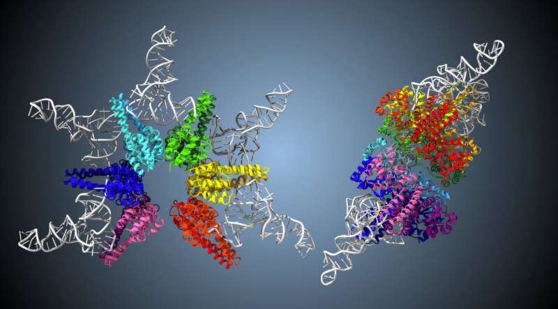 Uncovering the mechanism behind dual-end cleavage in transfer RNAs