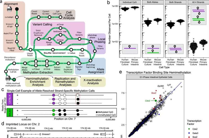 Scientists develop technique for high-resolution single cell epigenetic analysis