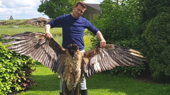 First in Europe: reintroduced Bearded Vulture that wandered in the Netherlands killed by wind farm