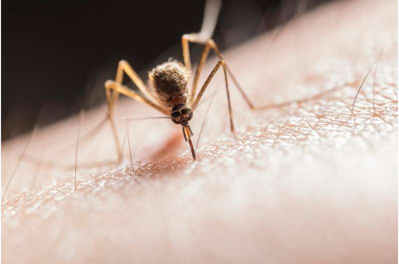 Mediterranean bacteria may harbor new mosquito solution