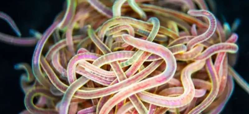 Wriggling robot worms team up to crawl up walls and cross obstacles