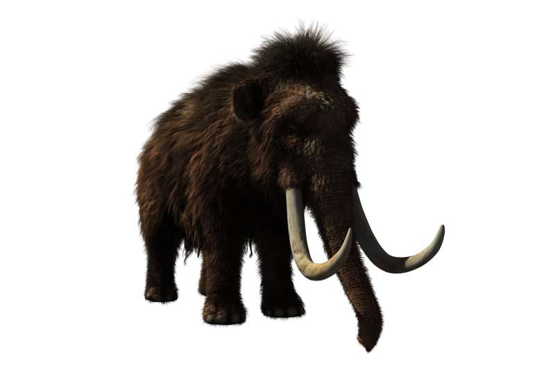 Why are we so obsessed with bringing back the wooly mammoth?